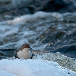 Bird in a sea