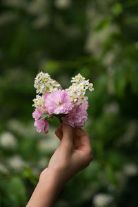 Close-up of hand holding pink flowering plant