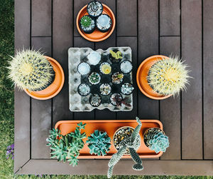 Directly above shot of potted plant on table