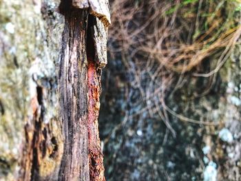 Close-up of tree trunk in forest