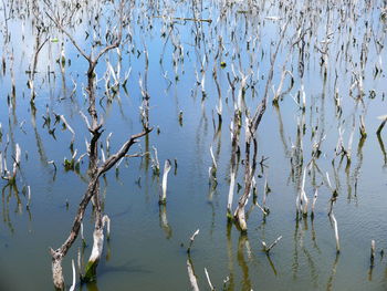 High angle view of plants by lake against sky