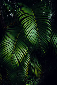 Close-up of palm tree leaves