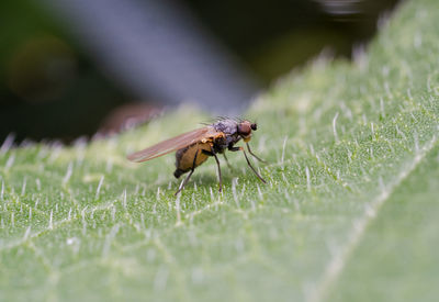 Close-up of fly on leaf