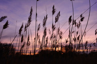 Silhouette plants against sky during sunset