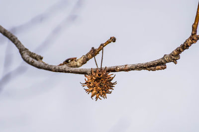 Low angle view of flower tree on branch