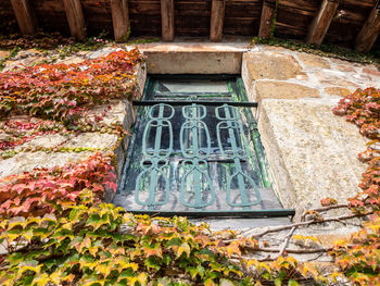 Plants growing on wall of building