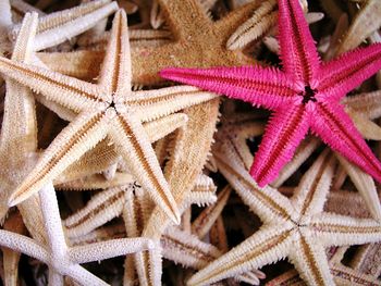 Close-up of starfish