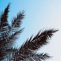 Low angle view of palm tree against clear sky