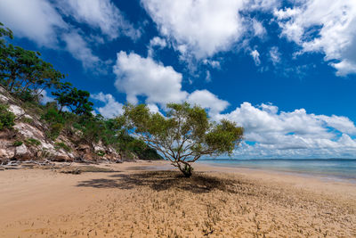 Trees on beach against blue sky