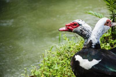 Close-up of swan swimming on lake