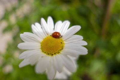 Close-up of insect on white daisy flower