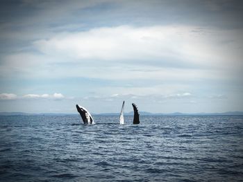 View of whales swimming in sea