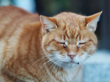 Close-up of cat