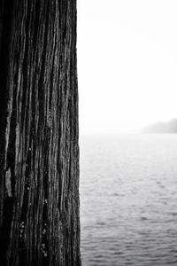 Close-up of tree trunk by sea against clear sky