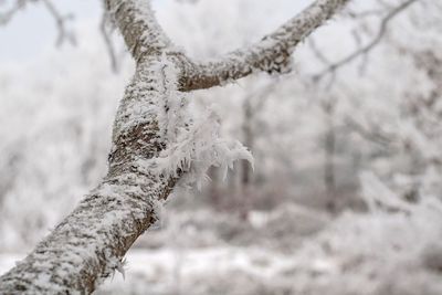 Close-up of frozen tree against sky