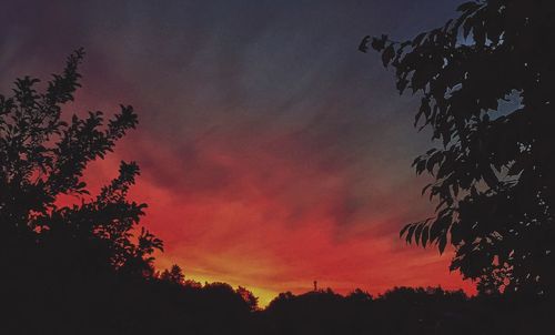 Silhouette of trees at sunset