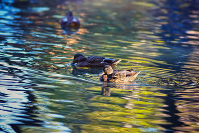 Ducks swimming in lake