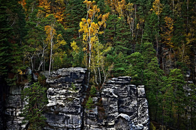 Trees in forest