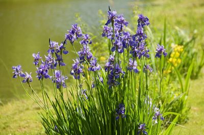 Close-up of purple flowering plants on field