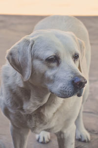 Close-up of dog looking away