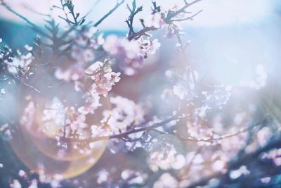 Close-up of pink flowers on branch