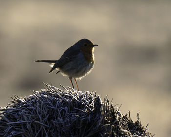 Close-up of bird perching on nest