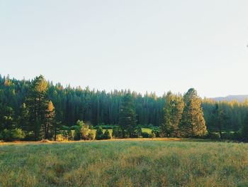 Scenic view of grassy field against sky