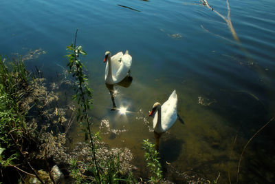 High angle view of swans swimming on lake