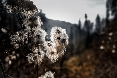 Close-up of dried plants