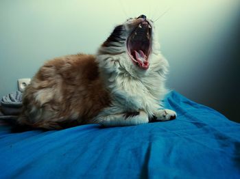 Close-up of cat yawning