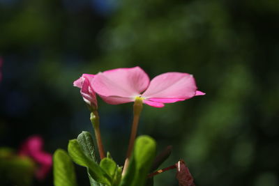 Close-up of pink flower growing in garden