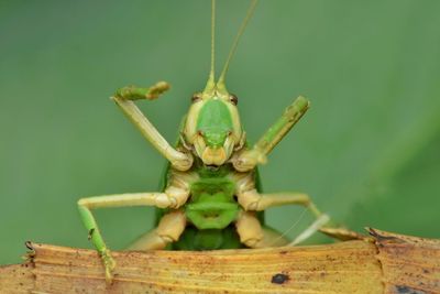 Close-up of insect