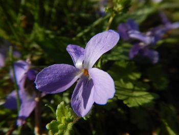 Close-up of purple iris flower