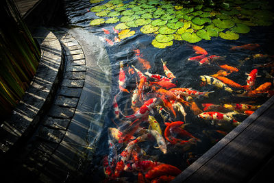 High angle view of fish in water