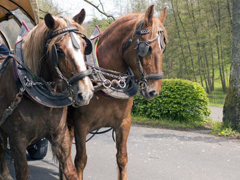 Horses on horse cart