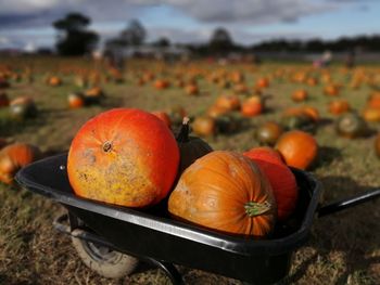 Close-up of pumpkins