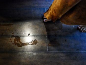 High angle view of cat on floor