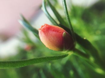 Close-up of pink flower bud growing outdoors