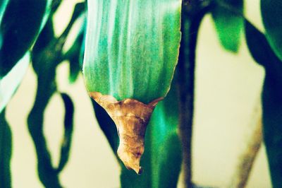 Close-up of green leaf