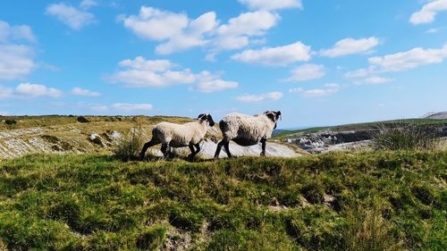 View of sheep on field