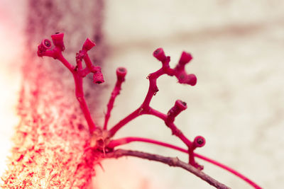 Close-up of pink flower