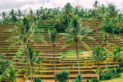 Plants growing on field