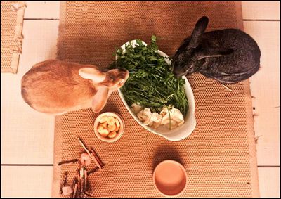 Directly above shot of rabbits eating food at home