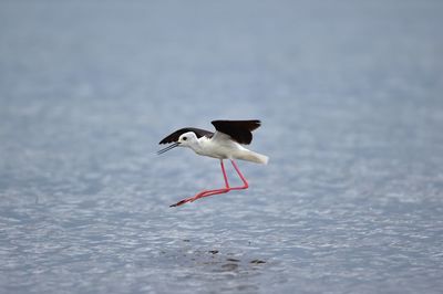 Seagull flying over a water