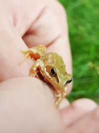 Close-up of hand holding leaf