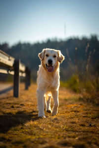 Dogs running on field