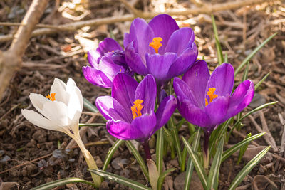 Close-up of purple crocus flowers on field