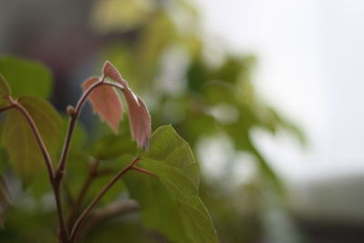 Close-up of plant