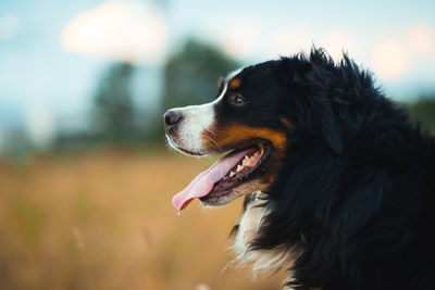 Close-up of dog looking away