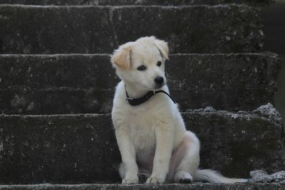 Close-up of dog sitting outdoors